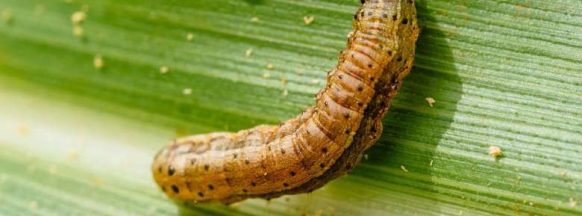 Armyworm infestation affects 7 NegOcc LGUs