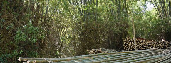 DENR looking to make Panay  the country’s ‘Bamboo Capital’