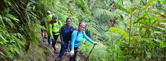 Mt. Talinis reforestation efforts continue