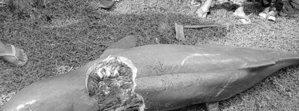 Dolphin found dead in Bago City