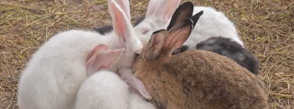 Rabbit meat available in San Carlos City