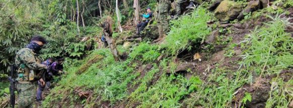 Police raid marijuana  farm in San Carlos