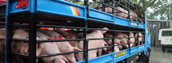 Penalties await pork smugglers in NegOcc