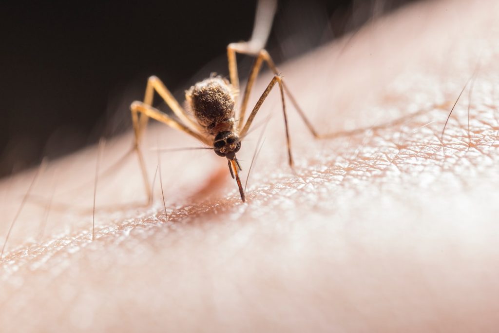 Photo by Jimmy Chan: https://www.pexels.com/photo/mosquito-biting-on-skin-2382223/