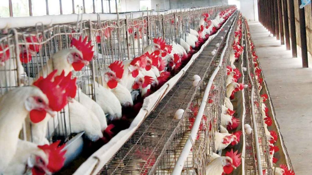 Broilers are not included in the ban as part of the biosecurity protocols amid concerns over bird flu in Western Visayas, the Negros Occidental Provincial Veterinary Office says. (Bombo Radyo Roxas photo)