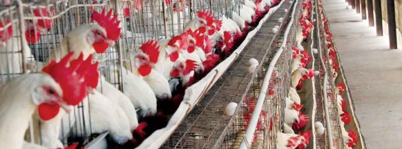 7 Negros Oriental towns, cities closely alerted vs. bird flu