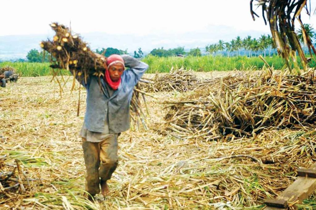 The government was urged to take a look at the entire sugar supply chain to determine who is making a windfall from the high retail prices, because it is not the sugar farmers definitely, a former board member of the Sugar Regulatory Administration says. (Ledgardo Lacson photo) 