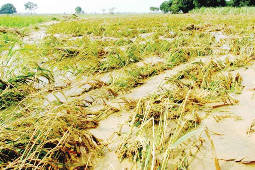 Floods caused by a combination of shear line and a low pressure area resulted in agricultural damage at P30.4 million in Negros Occidental, a report from the Office of the Provincial Agriculturist shows. (Contributed photo)