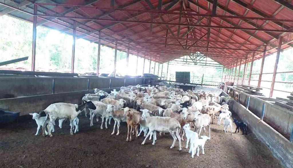 The Negros Occidental Provincial Veterinary Office advises raisers that the cold weather could cause hypothermia in their livestock, especially if they are exposed to the rains, as another round of rainy weather is expected in the next few days. (PVO-Negros Occidental photo)