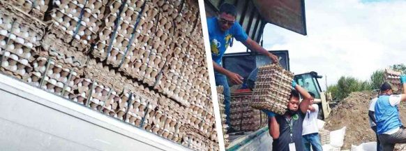 On the threat of avian influenza in negros occidental: ‘We can’t take chances’