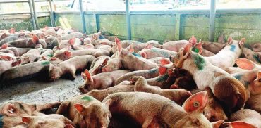 Commercial hog raisers in Negros Occidental are trying to find ways to ship their hogs to other areas in the country. (Negros Occidental Provincial Veterinary Office photo)
