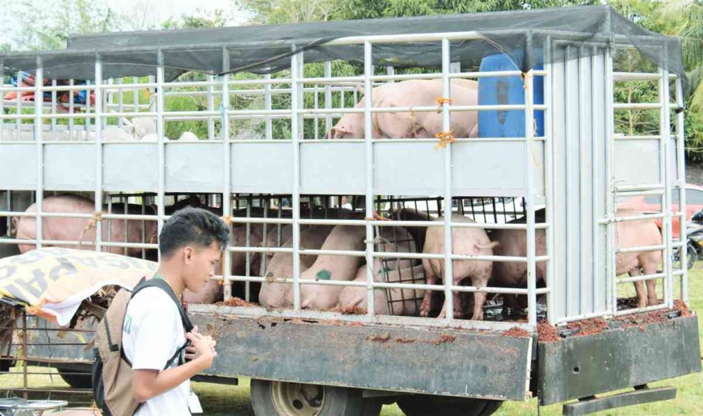 Amid the ban on the entry of live hogs and pork-related products by the Cebu provincial government, hog raisers in Negros Occidental have opted to transport and sell pigs in Luzon, particularly Metro Manila. (Negros Occidental provincial government photo)