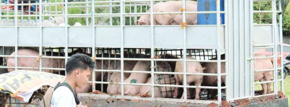 No choice: NegOcc raisers opt to sell pigs in Manila amid Cebu ban
