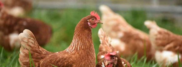 3 held for ‘stealing’ chickens