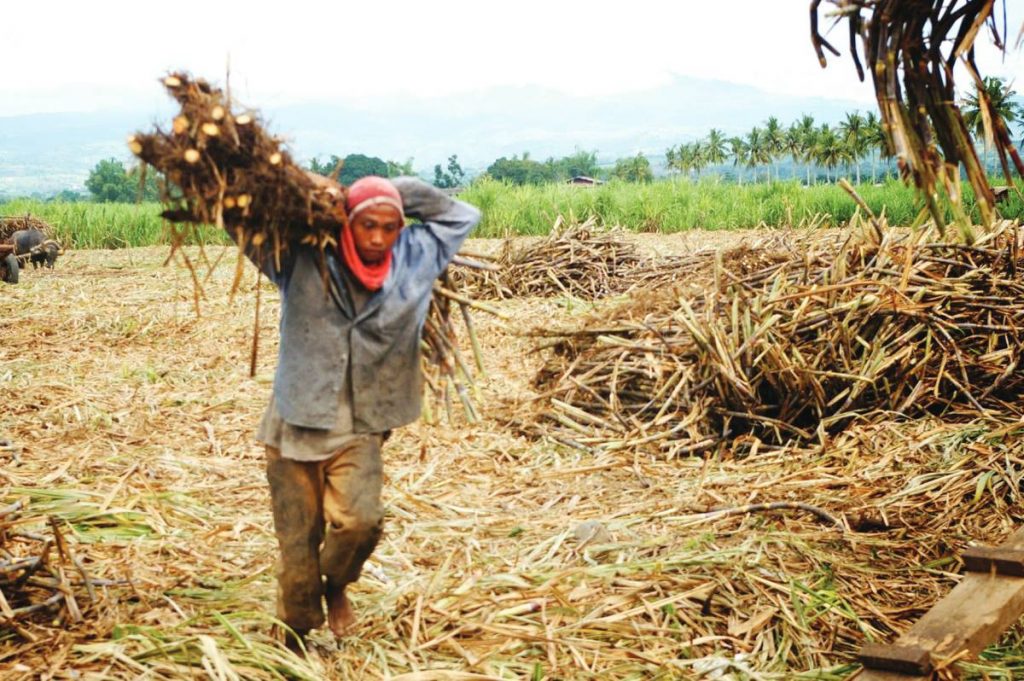 A “sacada” worker hauls harvested sugarcane in a field in Negros Occidental. The beverage companies’ request for the direct importation of sugar was motivated by their excessive corporate greed for profit at the expense of the stakeholders of the sugar industry, particularly the small producers, a local group says. (Ledgardo Lacson photo)