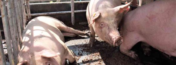 Negros steps up alert vs. hog deaths