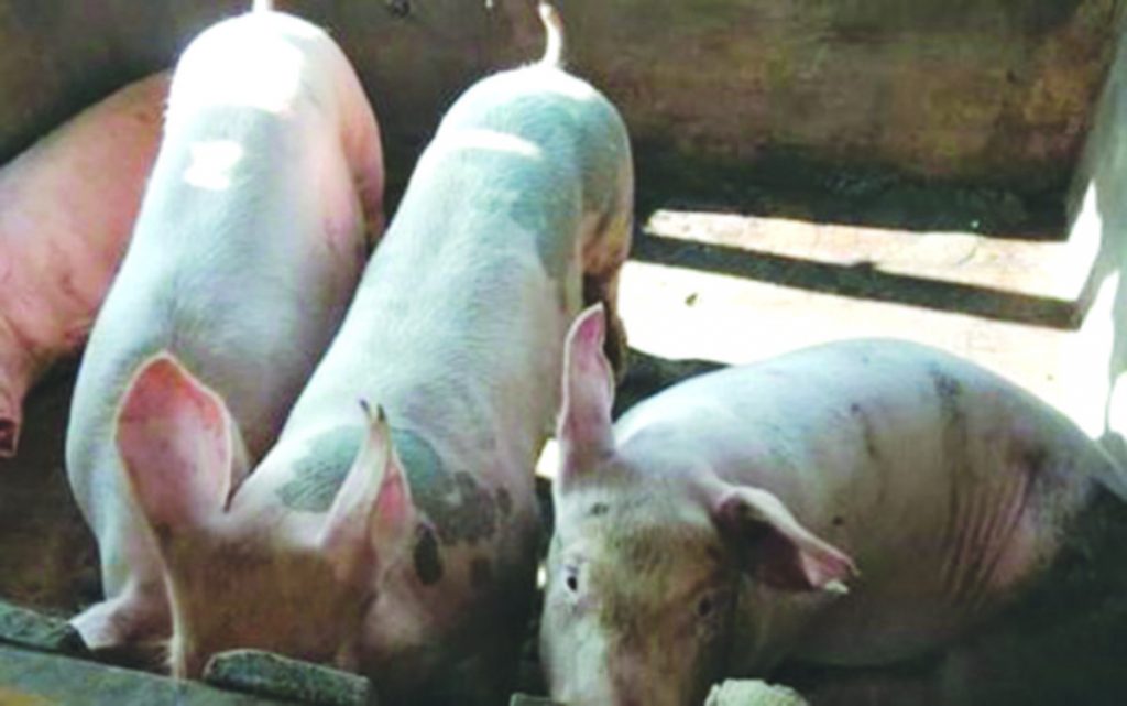 Over 5,000 pigs have died in Negros Occidental due to hog cholera and other swine diseases, data from the Provincial Veterinary Office shows. (PVO / File photo)