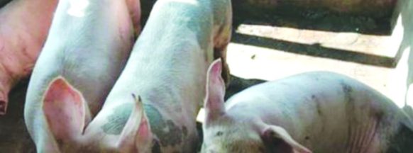 ASF-positive pigs in Bacolod bought from Bago 