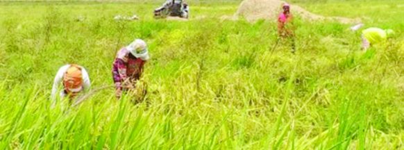 209-K farmers in W. Visayas urged to avail P480-M crop insurance