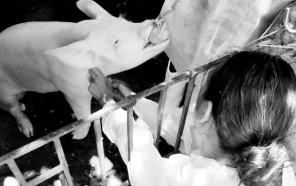 A technician collects blood samples from a pig in Negros Oriental’s Dauin town over the weekend for testing for African swine fever and other diseases. More than 30 pigs and piglets died of a still unknown cause in Barangay Maayong Tubig last week. (Negros Oriental Provincial Veterinary Office photo)