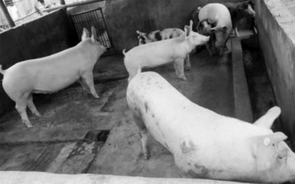 Photo shows the hogs in a backyard farm in Negros Occidental. The provincial government activated an incident command system on Tuesday night, May 16, 2023, to respond and manage the biosecurity threats to the local animal industry. (NegOcc-Provincial Veterinary Office / File photo)