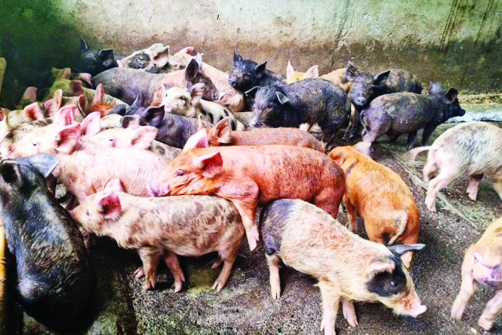 Photo shows hogs on a backyard poultry farm. Negros Occidental’s Victorias City has confirmed cases of the highly contagious African swine fever, including seven cases detected from pigs in a slaughterhouse in the locality. (JM VictPhoto shows hogs on a backyard poultry farm. Negros Occidental’s Victorias City has confirmed cases of the highly contagious African swine fever, including seven cases detected from pigs in a slaughterhouse in the locality. (JM Victoria / File photo)oria / File photo)