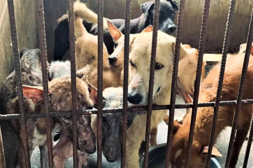 A P10,000 reward is being offered for informants of the illegal dog meat trade in Bacolod City. (PAWSSion Project photo)