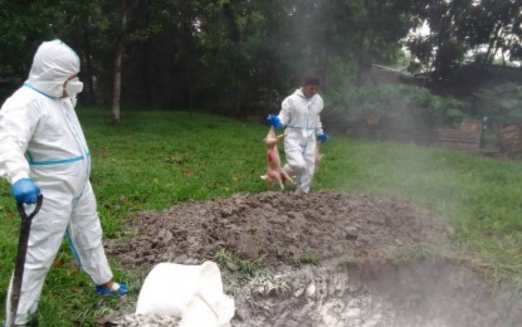 Dead pigs were being buried in Bacolod City’s Barangay Tangub last month. Hogs within a 50-meter radius of an African swine fever-infected area are subject to culling to prevent the spread of the hog illness. (Barangay Tangub / File photo)