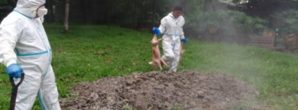 City dad: Raisers must register pigs for financial aid