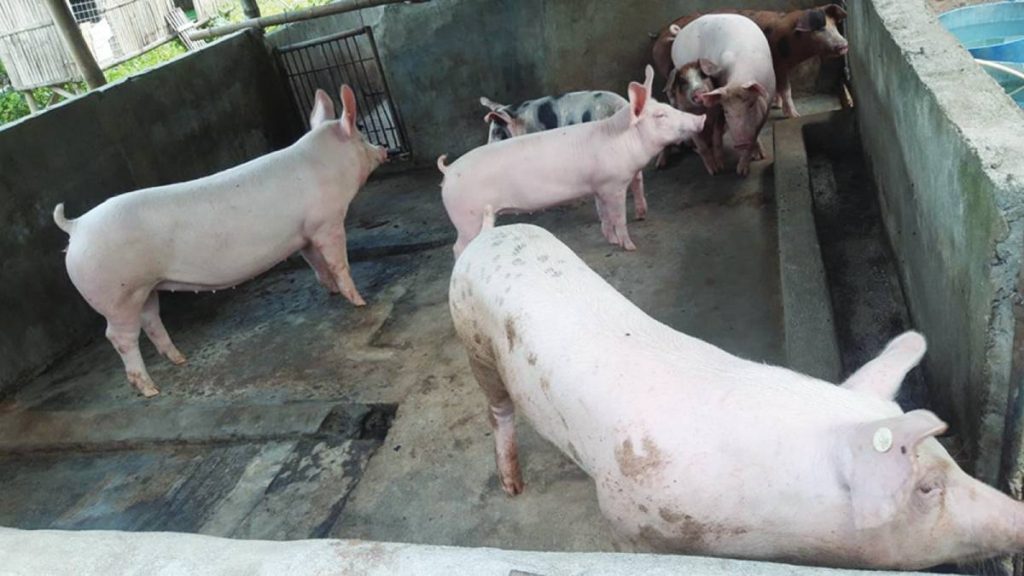 Some local government units in Negros Occidental are confident they will be able to protect their swine population against diseases such as hog cholera and African swine fever, as more than 2,600 local hog raisers have already been affected by hog mortalities. (Provincial Veterinary Office photo)