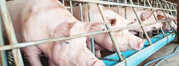 Bacolod City lifts pork ban