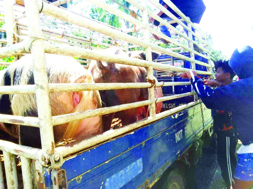 Negros Occidental’s hog industry losses due to swine diseases have already reached P102.5 million, the latest data released by the Provincial Veterinary Office showed. Hog raisers have already called for help from local government units in the province as hog deaths continue to rise. (Negros Occidental PVO / File photo)Negros Occidental’s hog industry losses due to swine diseases have already reached P102.5 million, the latest data released by the Provincial Veterinary Office showed. Hog raisers have already called for help from local government units in the province as hog deaths continue to rise. (Negros Occidental PVO / File photo)