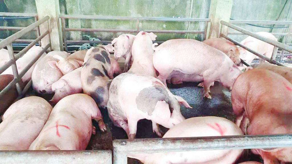 Swine deaths due to hog cholera and other illnesses have already affected 126 barangays in 17 local government units in Negros Occidental, with losses in the hog industry already reached P139 million, data from the Provincial Veterinary Office shows. (File photo)Swine deaths due to hog cholera and other illnesses have already affected 126 barangays in 17 local government units in Negros Occidental, with losses in the hog industry already reached P139 million, data from the Provincial Veterinary Office shows. (File photo)