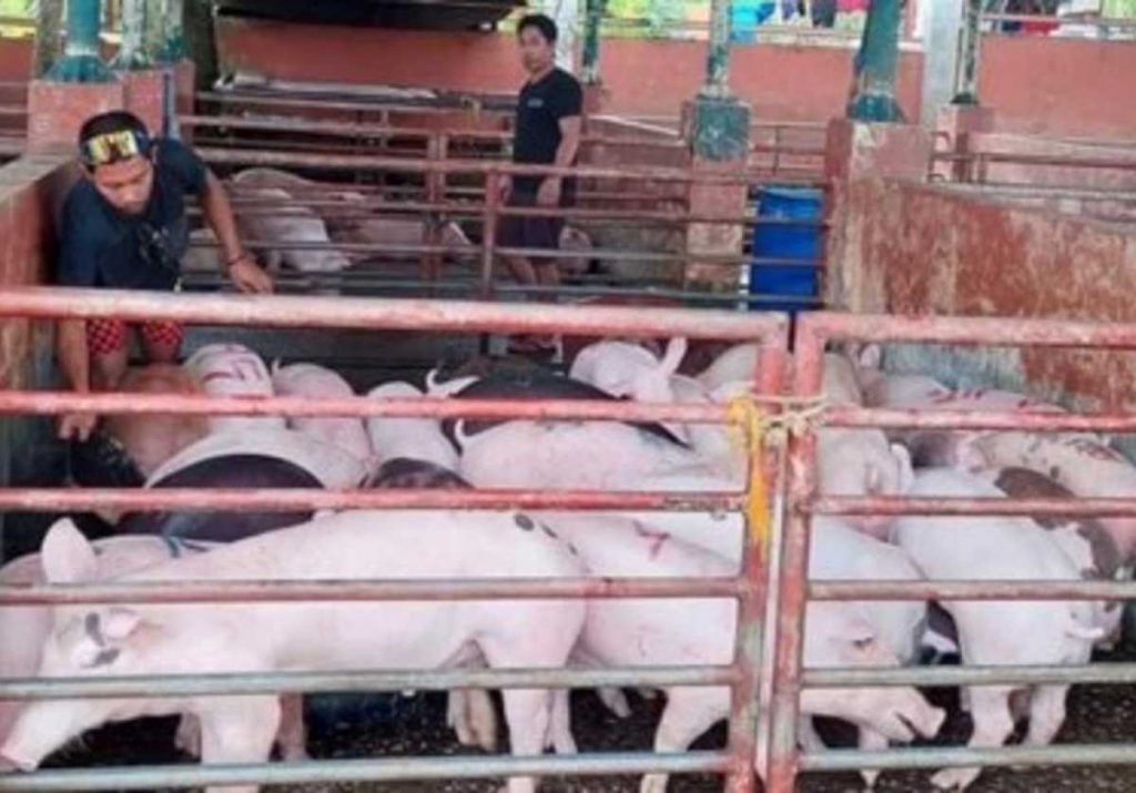 Photo shows hogs in a piggery in Negros Occidental. The provincial government has allotted P4 million to raisers with reported swine deaths. (PNA Bacolod / File photo)