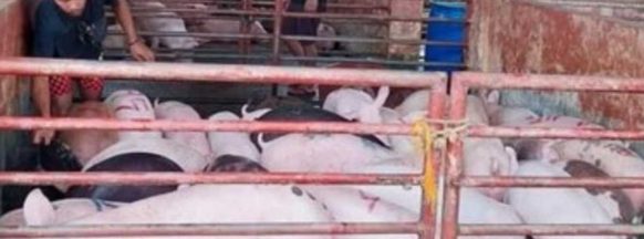 P4-M aid alloted for raisers affected by hog deaths