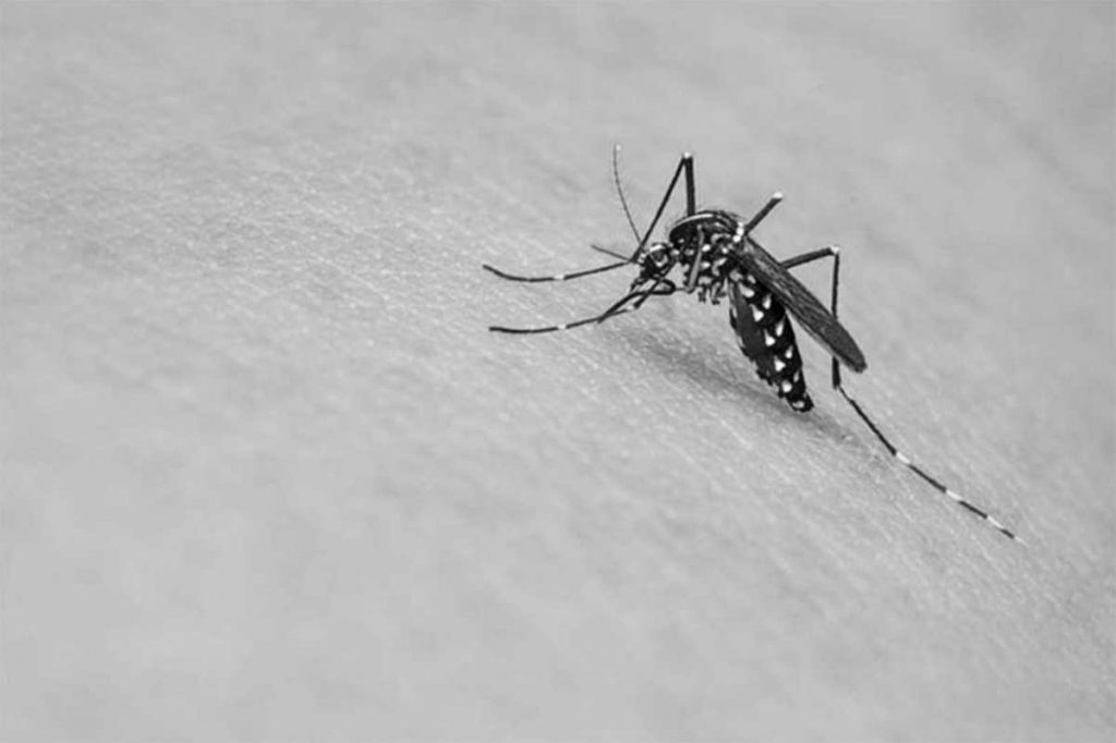 The Department of Health in Western Visayas warned about the prevalence of dengue fever in the region following the declaration of the onset of the rainy season. (File photo)