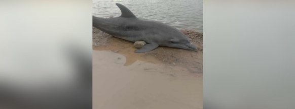 Dead dolphin found off Sagay coast 