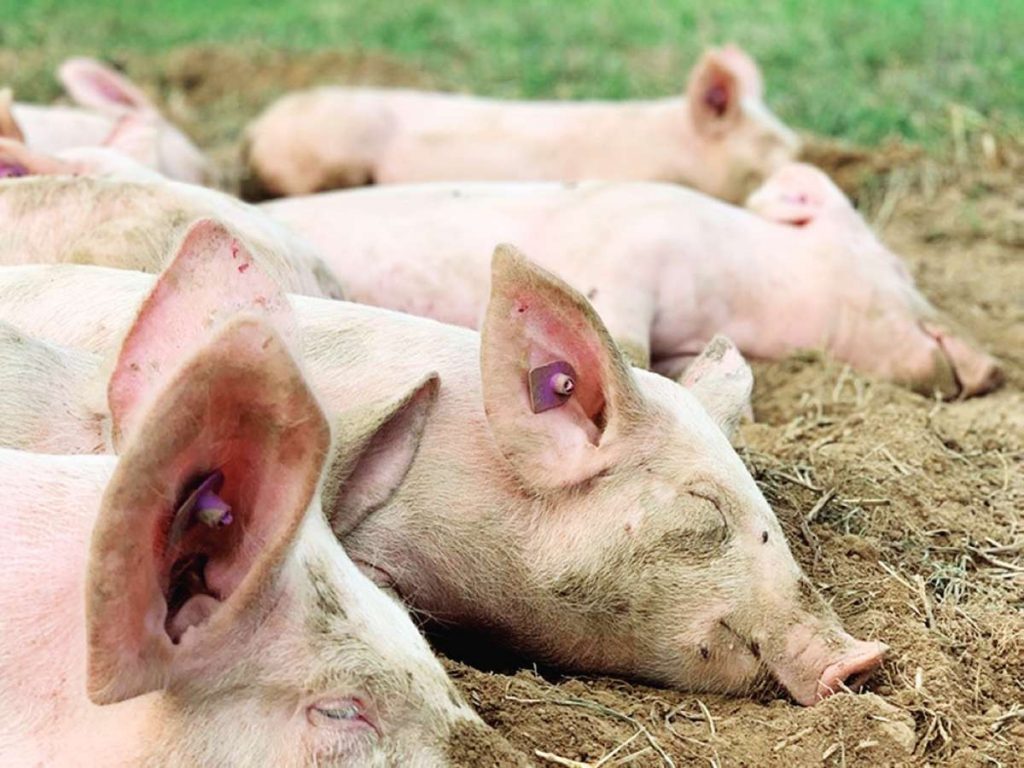 Around 153 barangays in Negros Occidental’s 20 local government units have been affected by hog mortalities, the Provincial Veterinary Office said. (Pexels photo)