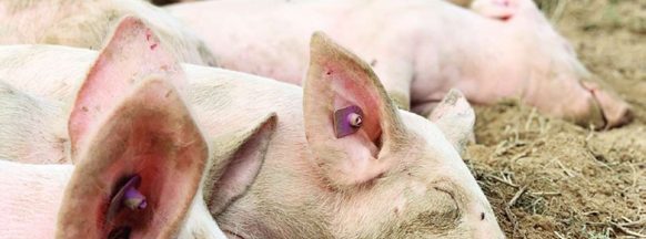 Double-digit decline: Hog deaths in NegOcc down, damage now at P194-M