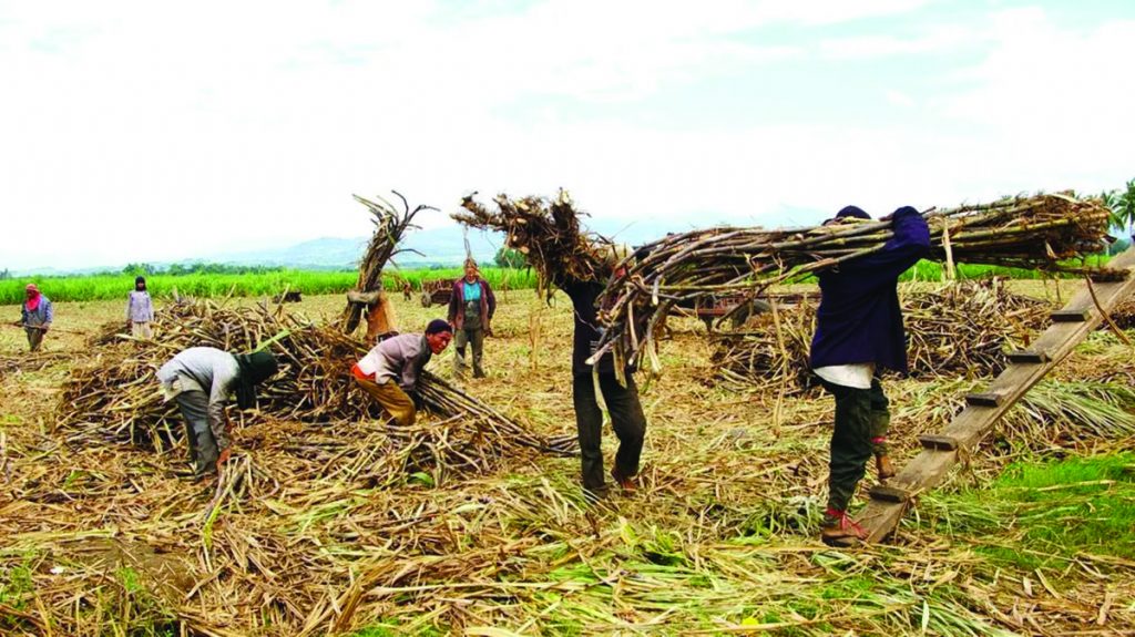 If the fields don’t have the proper irrigation facilities during the El Niño phenomenon, it would affect sugarcane production for the upcoming year, the United Sugar Producers Federation says. (dyHB RMN Bacolod / File photo)