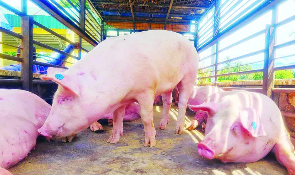 Swine deaths, due to hog cholera and other hog diseases, have already affected 19 local government units in Negros Occidental, with Cauayan town adding to the list, the Provincial Veterinary Office says. (Contributed photo)
