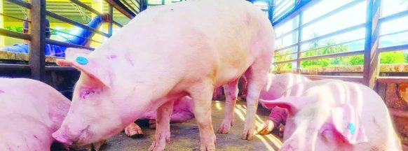 ‘Started to decline’; PVO: Hog mortalities affect 19 NegOcc LGUs 