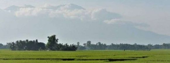 Negros Occidental boosts rice yield with use of certified seeds