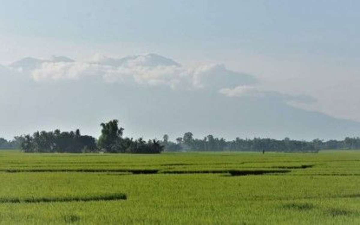 A rice field in Negros Occidental in this undated photo. Through the use of certified seeds, the province has recorded higher rice yields in the past year as part of its initiatives to ensure food security among the Negrenses. (Negros Occidental PIO / File photo) 