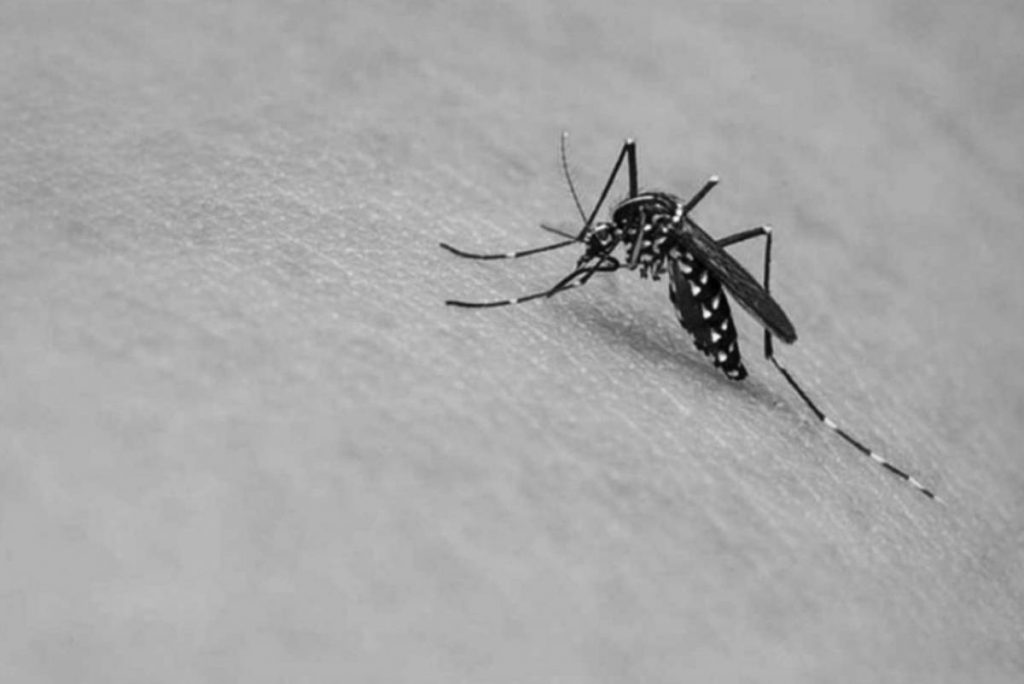 Negros Occidental has recorded 793 dengue cases and six deaths from January 1 to July 29, 2023, data from the Provincial Health Office says. (File photo)