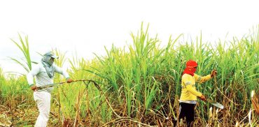 The proposed liberalization of sugar importation may seem like a solution, but Negros lawmakers argue that it would negatively impact the disadvantaged, particularly the poor, sugarcane farmers and laborers. (File photo)