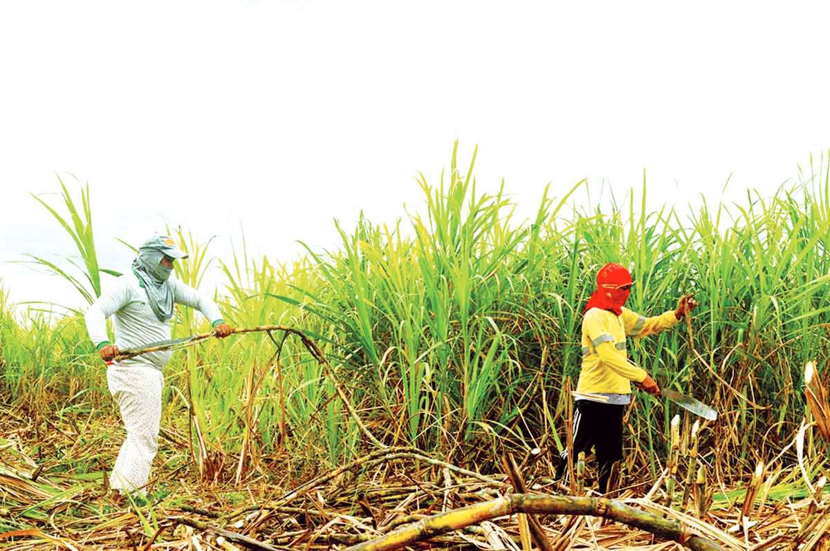 The proposed liberalization of sugar importation may seem like a solution, but Negros lawmakers argue that it would negatively impact the disadvantaged, particularly the poor, sugarcane farmers and laborers. (File photo)