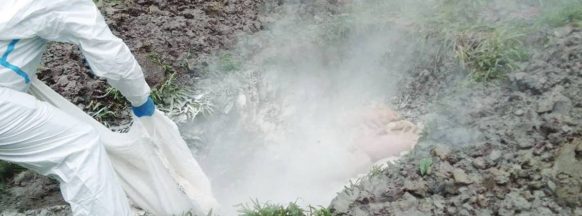 ASF-hit hog raisers in Bacolod get financial aid