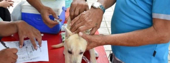 Rabies cases in NegOcc increased; PVO to distribute free vaccines