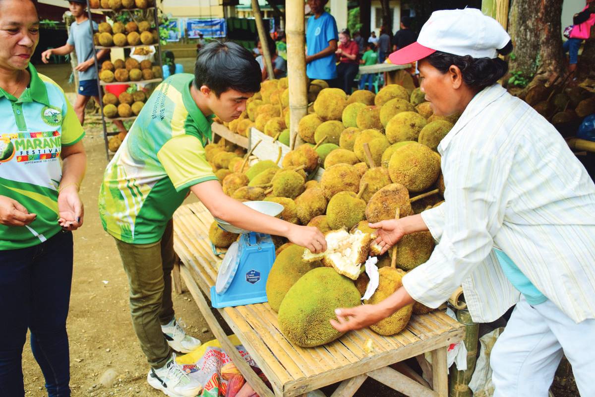 Sweet marang fruits are being displayed during the return of the Marang Festival at Barangay Colonia Divina in Negros Occidental’s Sagay City this week, after a three-year hiatus due to the COVID-19 pandemic. The village is also being geared by the local government to become the “Marang Capital of the Philippines.” Story on page 2. (I Love Sagay / Facebook photo)